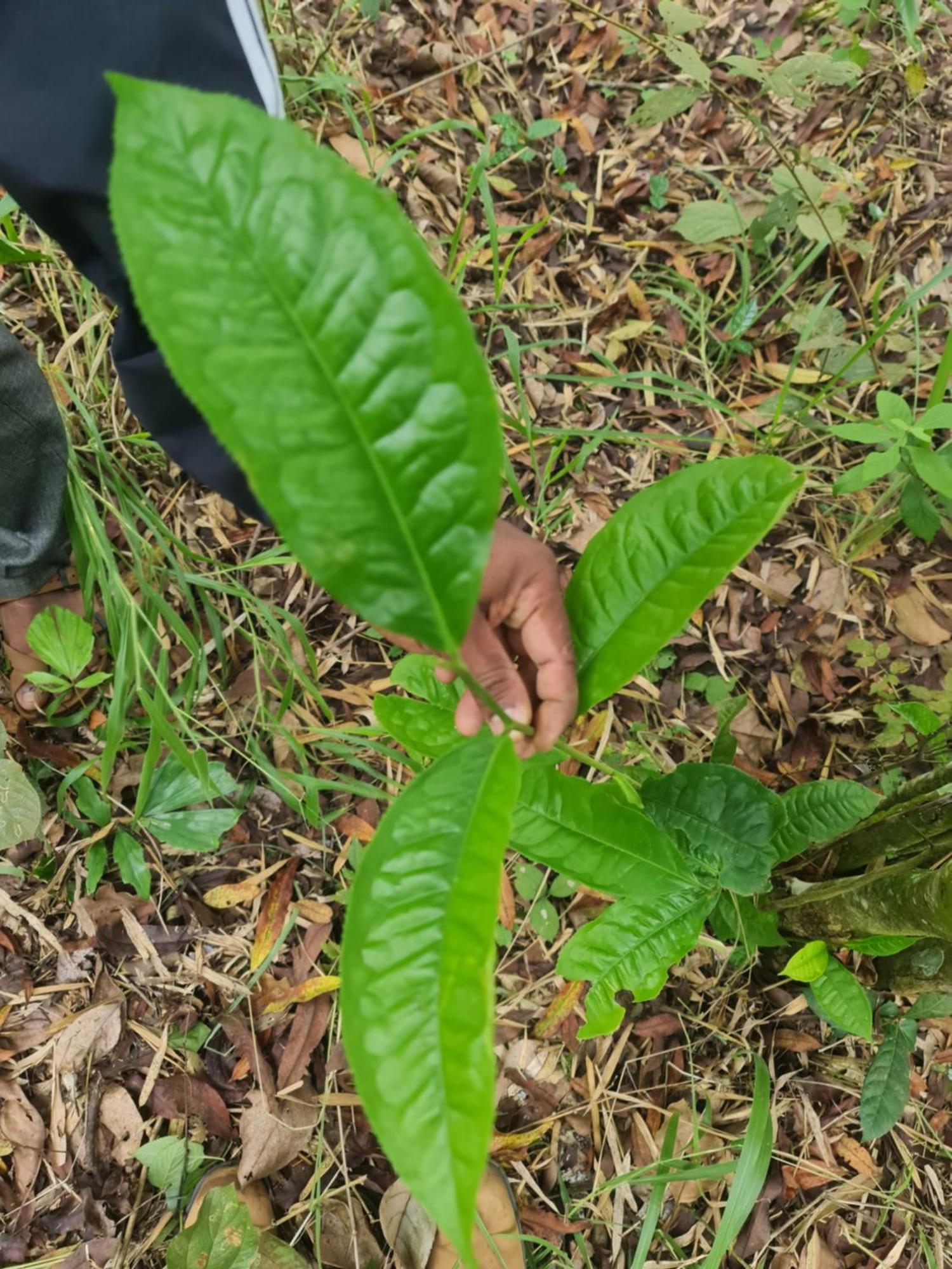 Panthalams Homestay Thekkady Kültér fotó