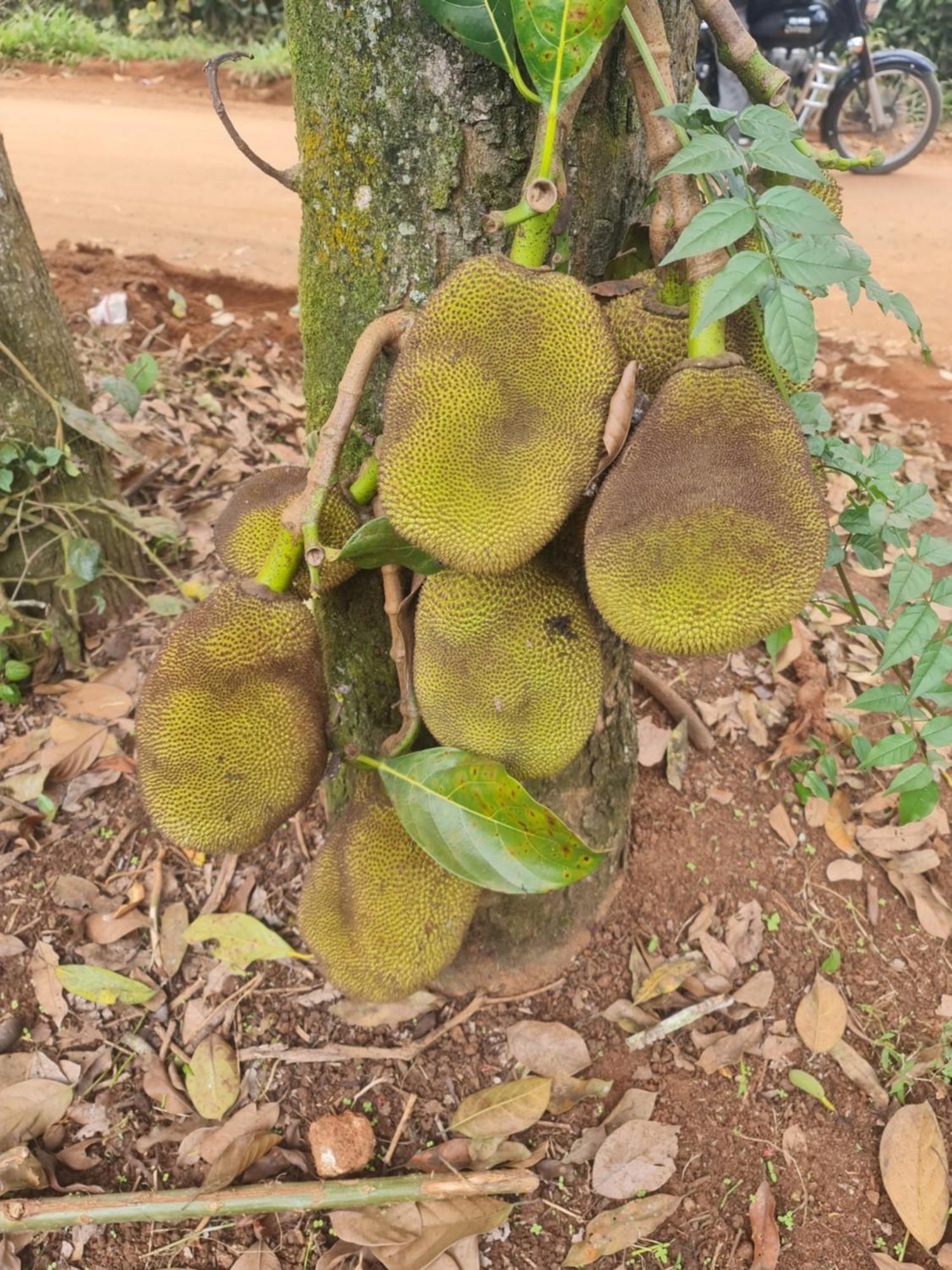 Panthalams Homestay Thekkady Kültér fotó